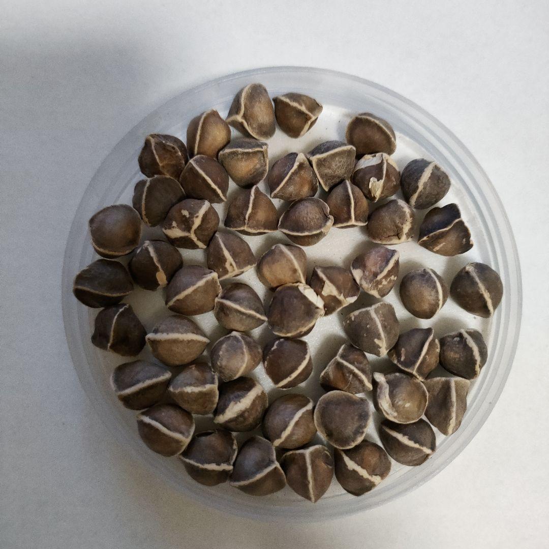 モリンガ　苗　２株　種　5粒