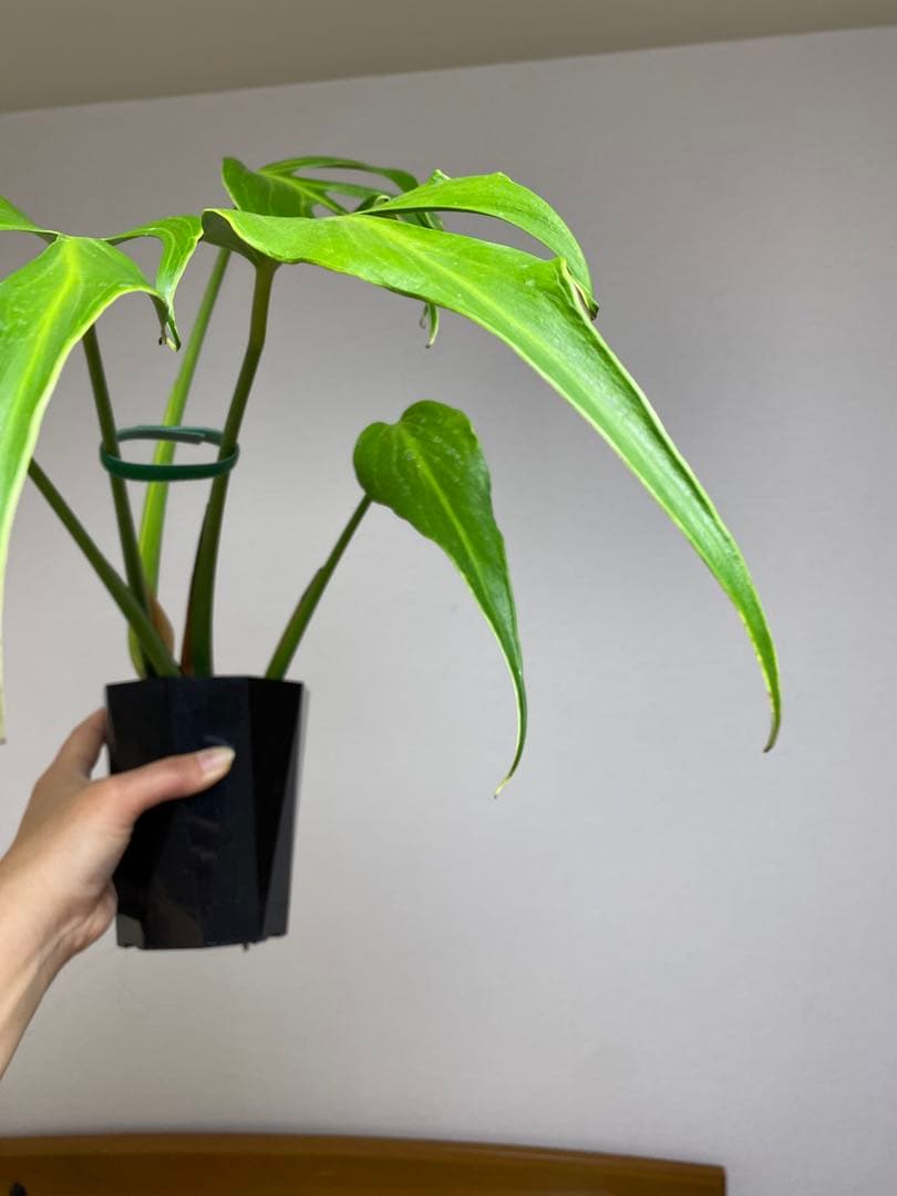 A*I様 【棚整理セール‼️】モンステラ　バールマルクス　希少　レア　人気‼️