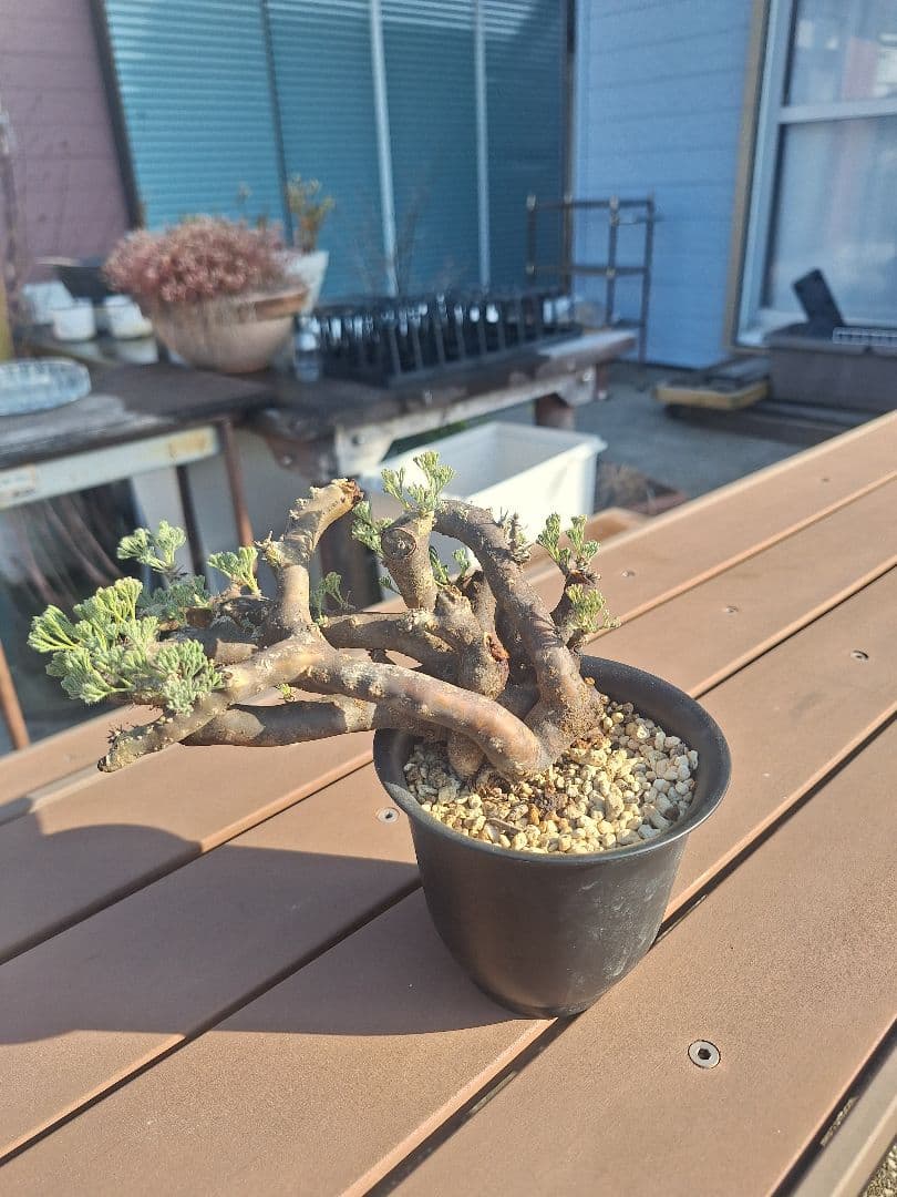 モンソニア ムルチフィダ　現地株