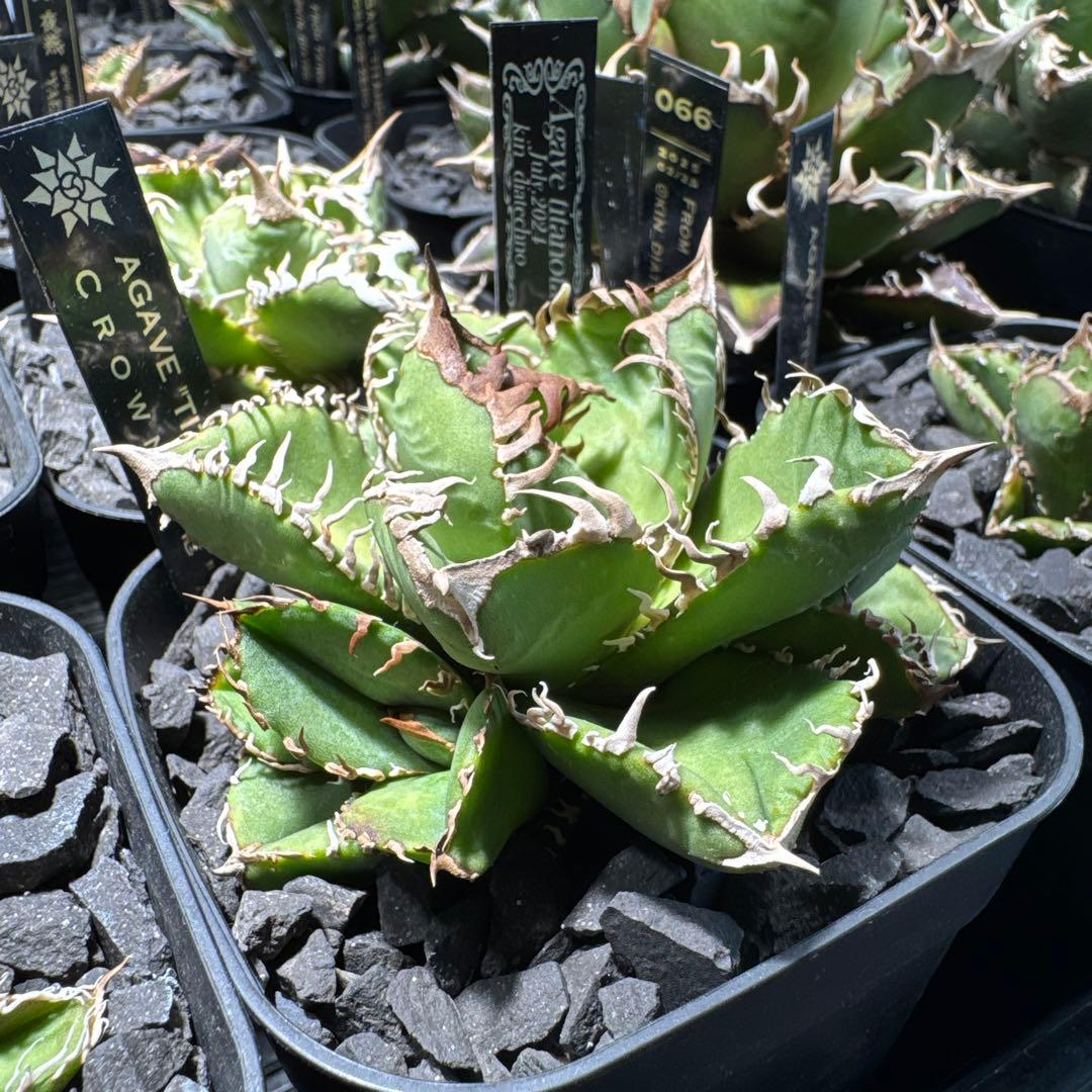 【有名趣味家血統】アガベ⭐︎チタノタ⭐︎皇冠01⭐︎子株⭐︎台湾lize⭐︎タグ付き⭐︎