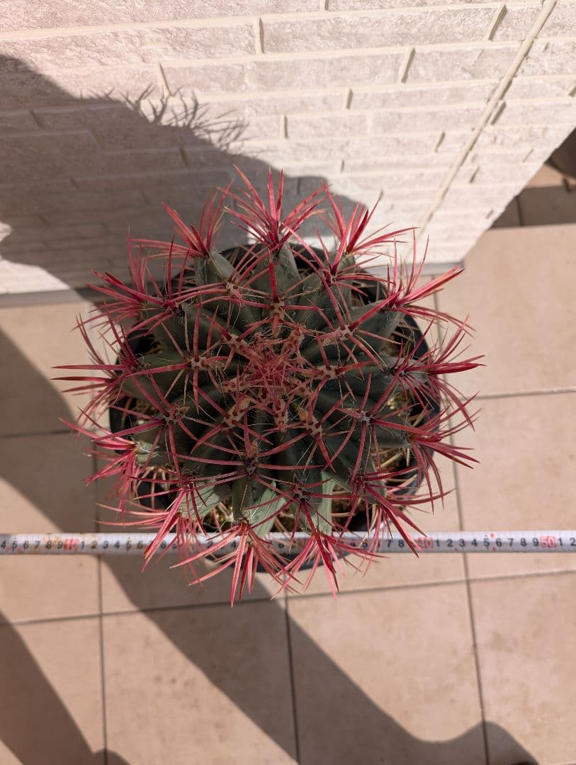 【Omc Labo】フェロカクタス 赤鳳 セキホウ サボテン　ドライガーデン