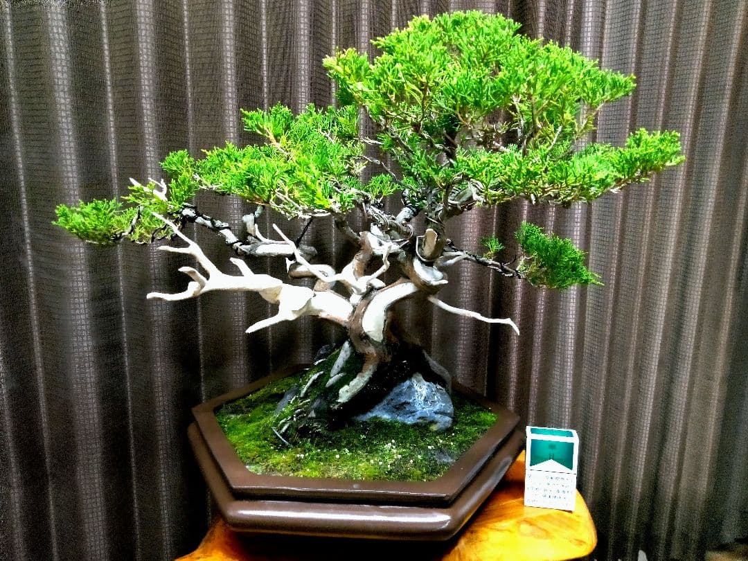 【中品 石付き　真柏盆栽】 　　⭕akave・2023様、専用❗