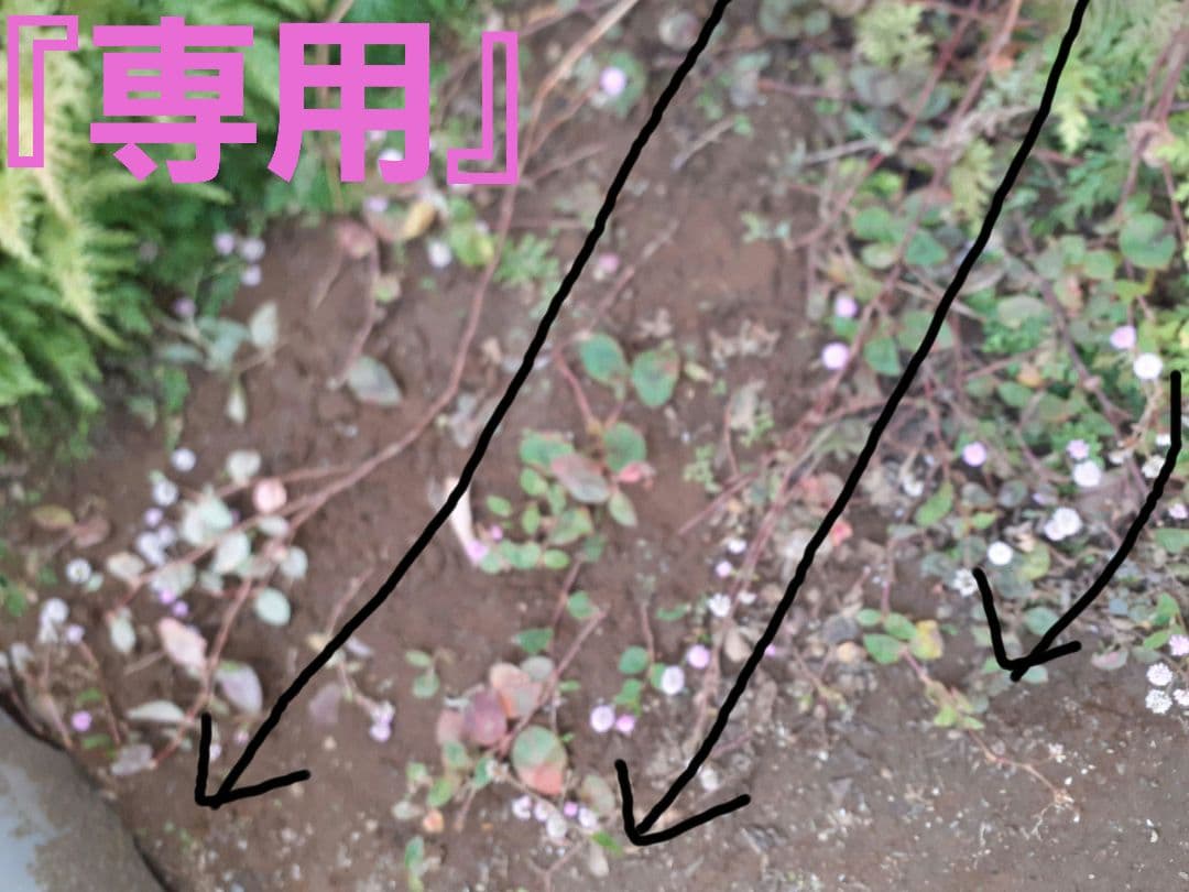 ポリゴナムご相談