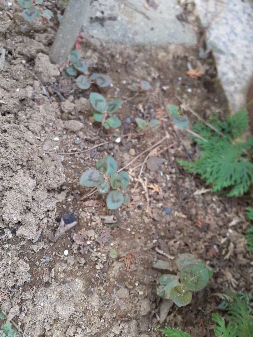 ポリゴナムご相談