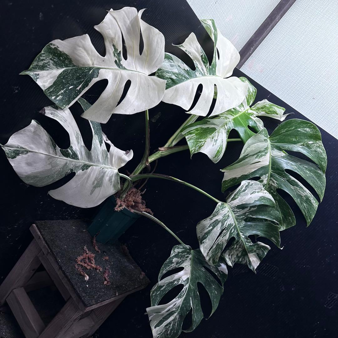 く*。様 斑入りモンステラ ホワイトタイガー極美大株73cm白斑多