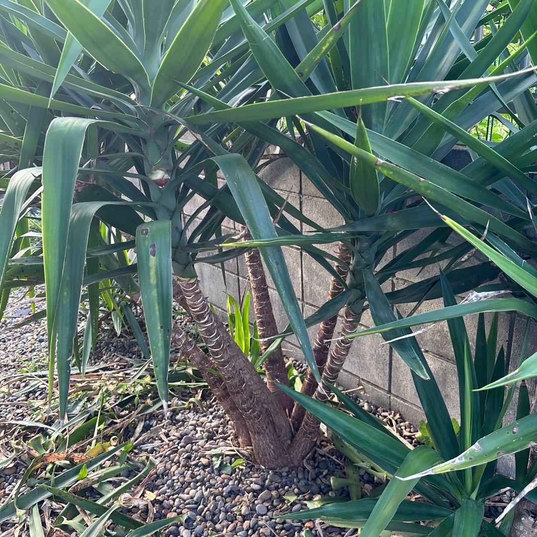 ユッカエレファンティペス-③