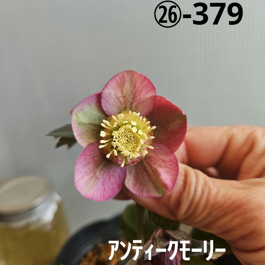 ㉖-379クリスマスローズ