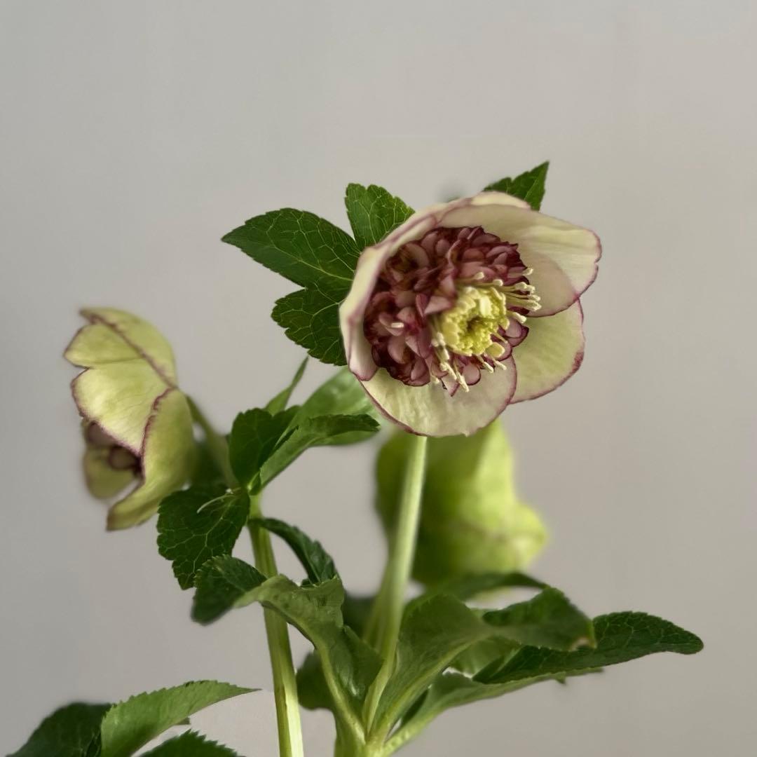 クリスマスローズ カップ咲 クリームピコティsd 未株分け 加藤農園さん