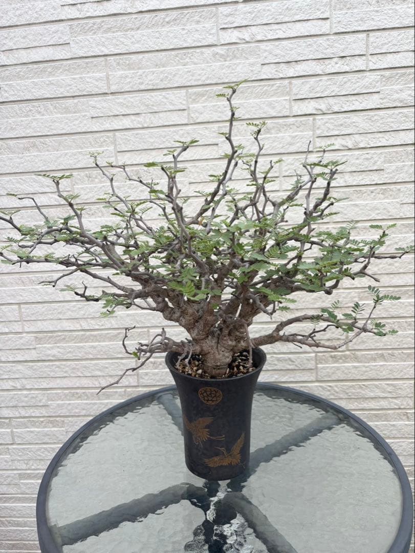 センナメリディオナリス