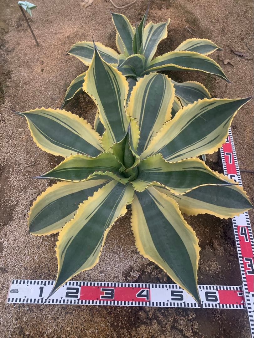 アガベ　リップルフェクト　親株