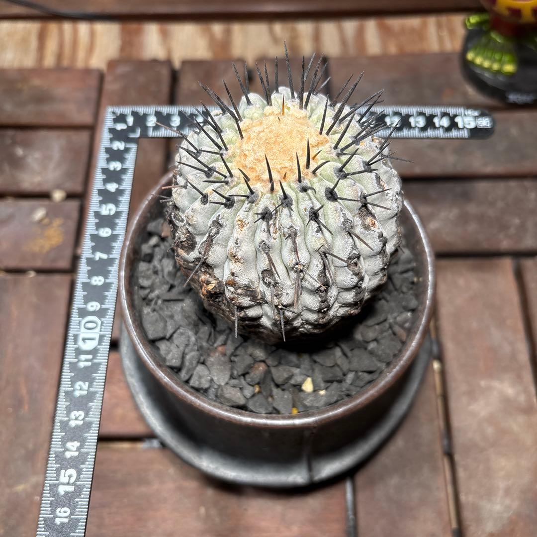 週末値下げ！ 特価！！黒王丸　現地球　鉢付き