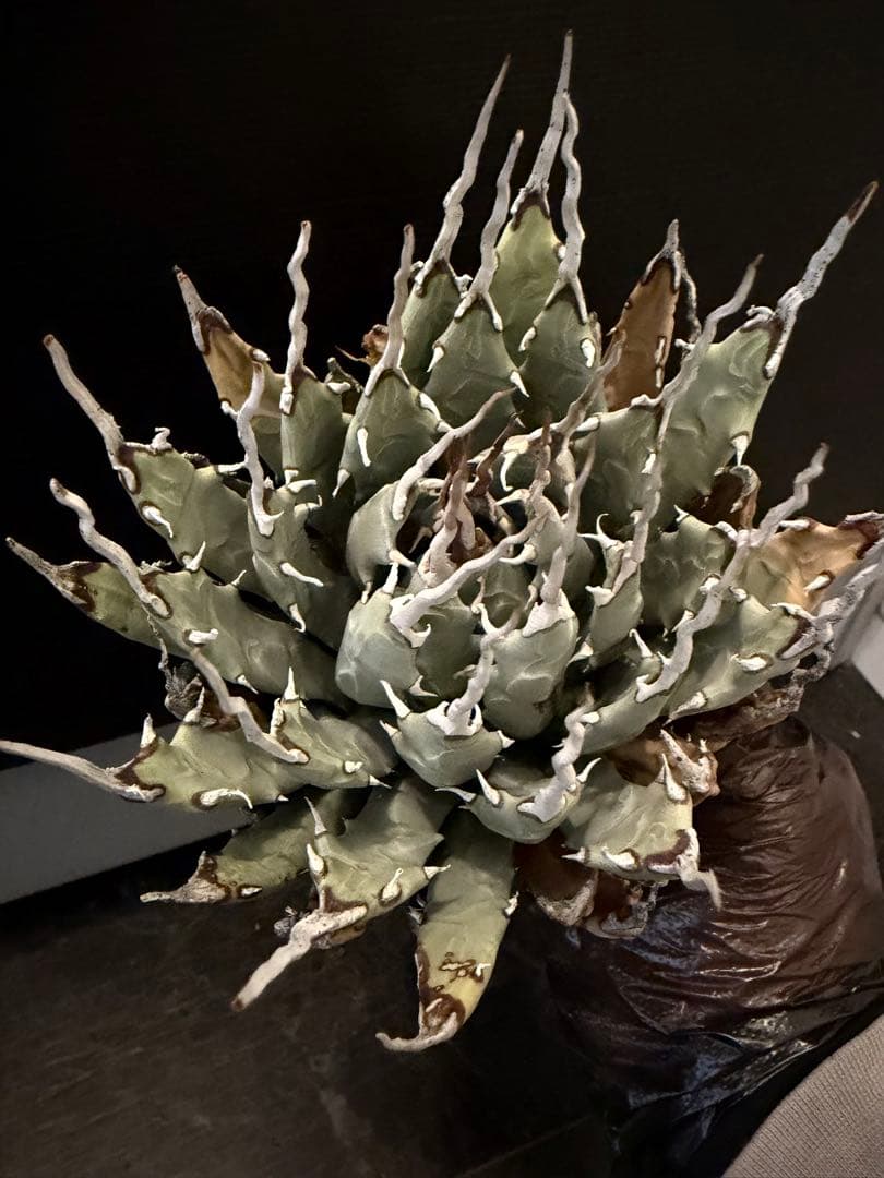 耐寒性アガベ エボリスピナ陽炎◇多肉サボテン南国ドライガーデン