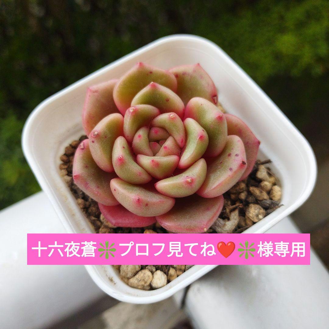 十六夜蒼❇️プロフ見てね❤❇️様 確認用