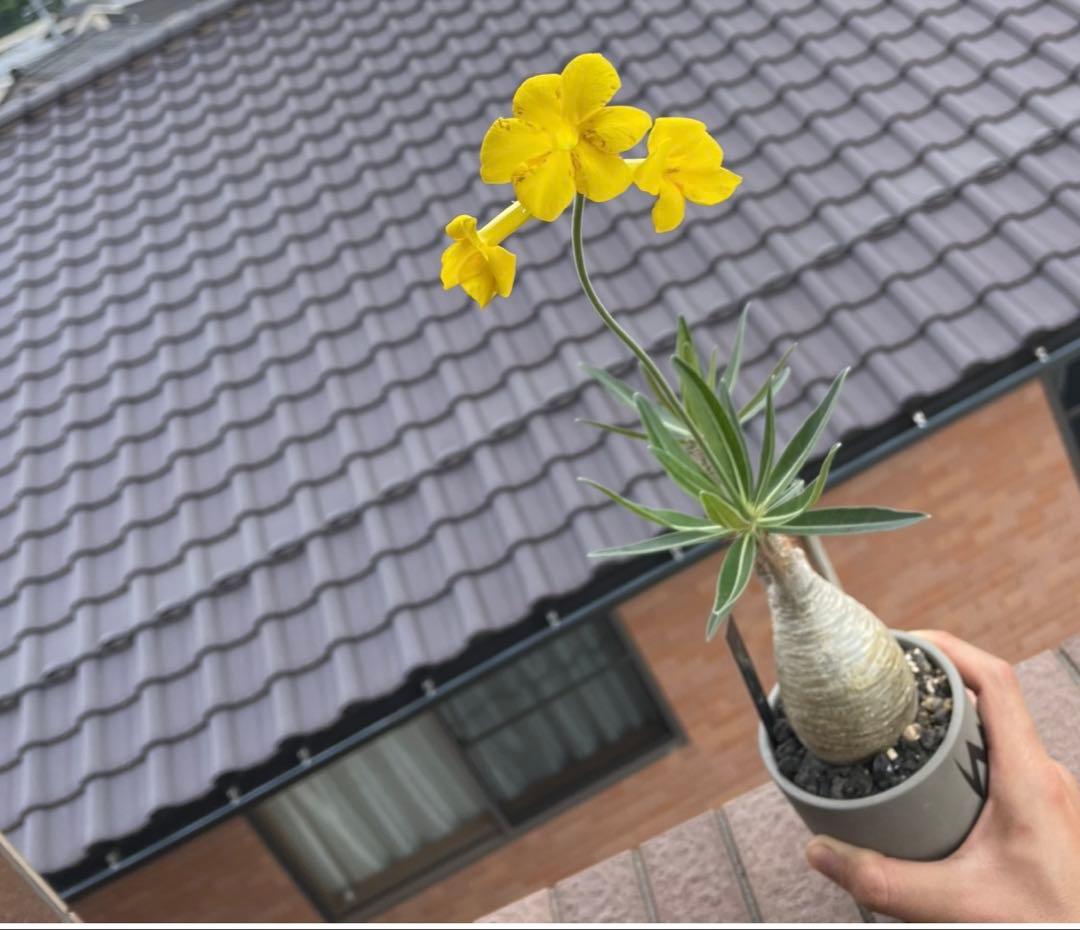 パキポディウム・グラキリス valiem青坊主　白肌　発根済　現地球