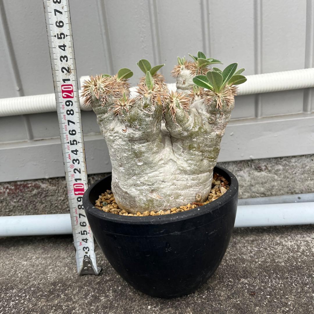 パキポディウム エブレネウム