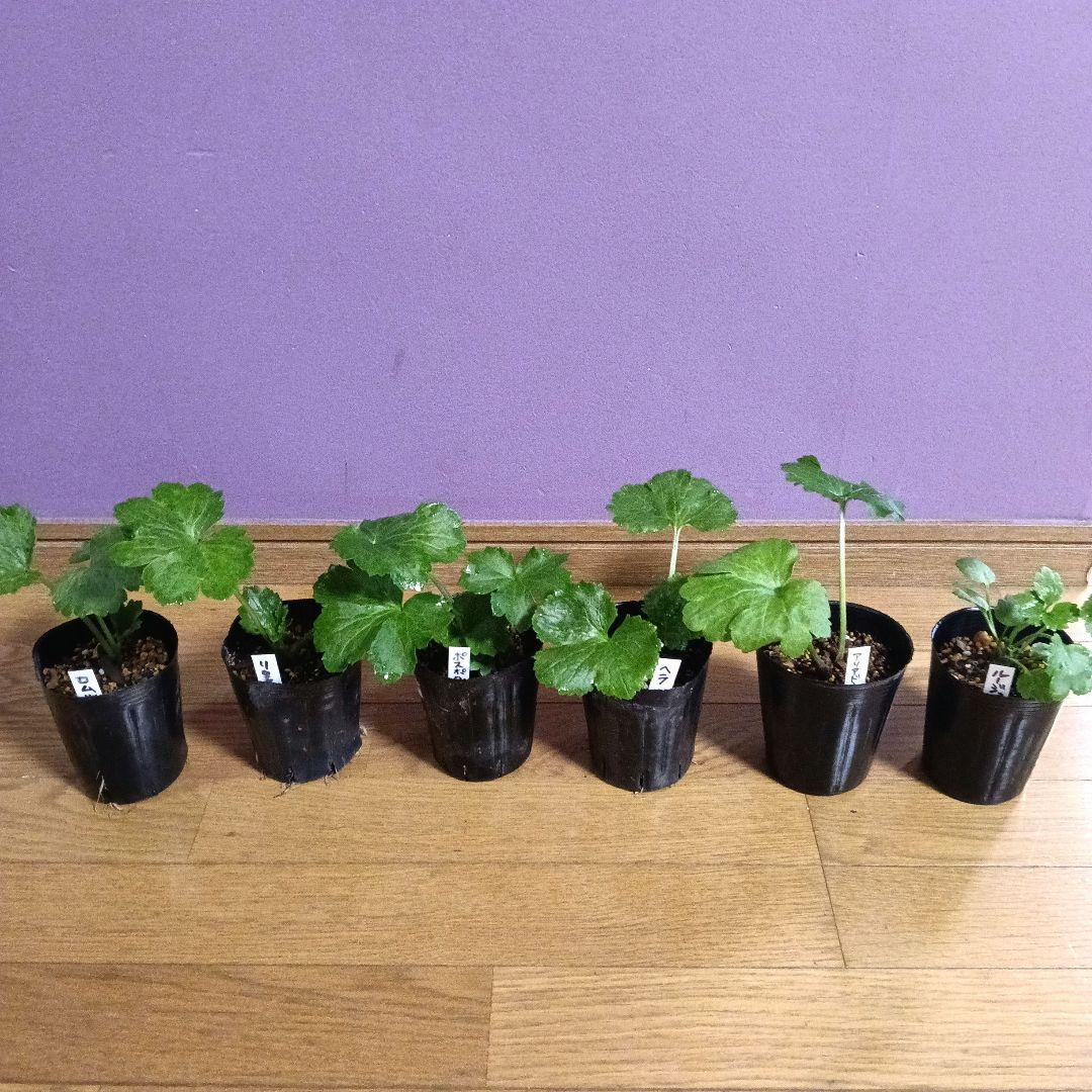 ラナンキュラスラックス 芽出し苗 6種セット！⑪