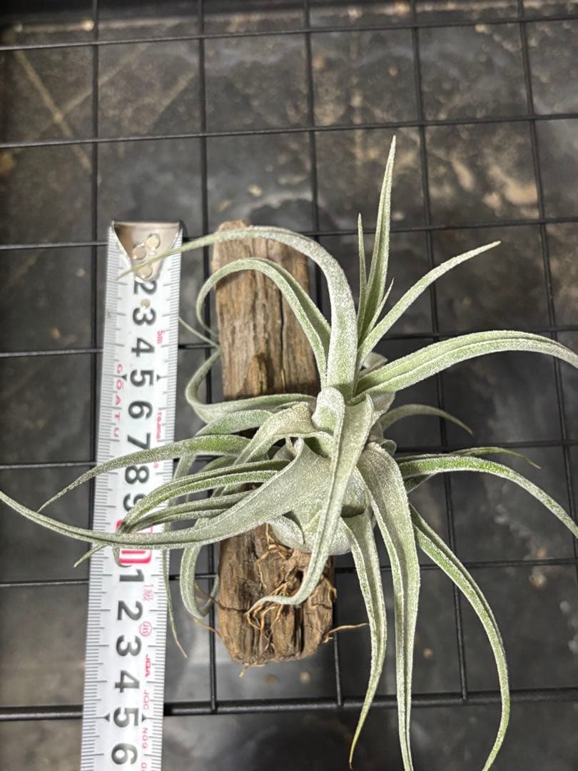Tillandsia Lucille チランジア ルシール