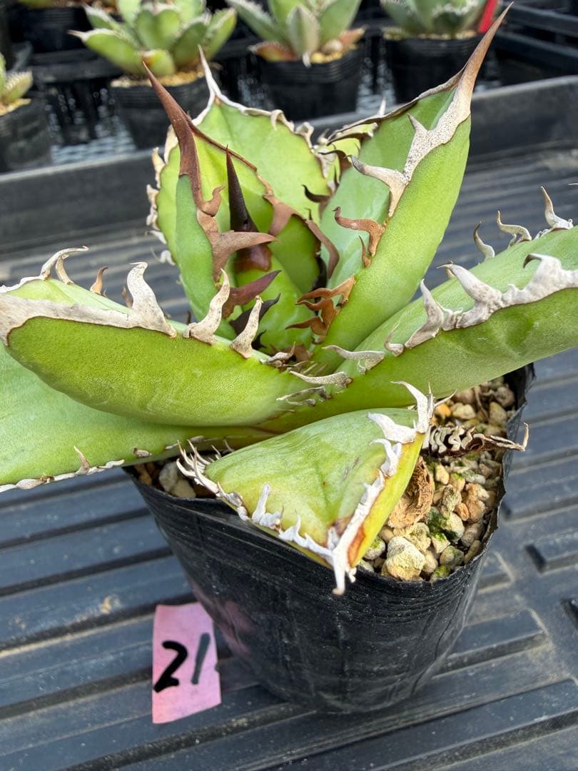 オテロイ　実生コレクション株21