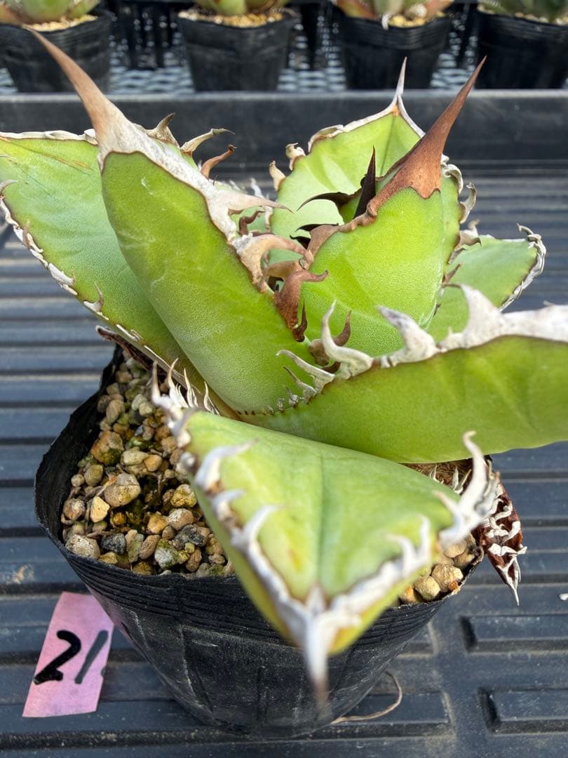 オテロイ　実生コレクション株21