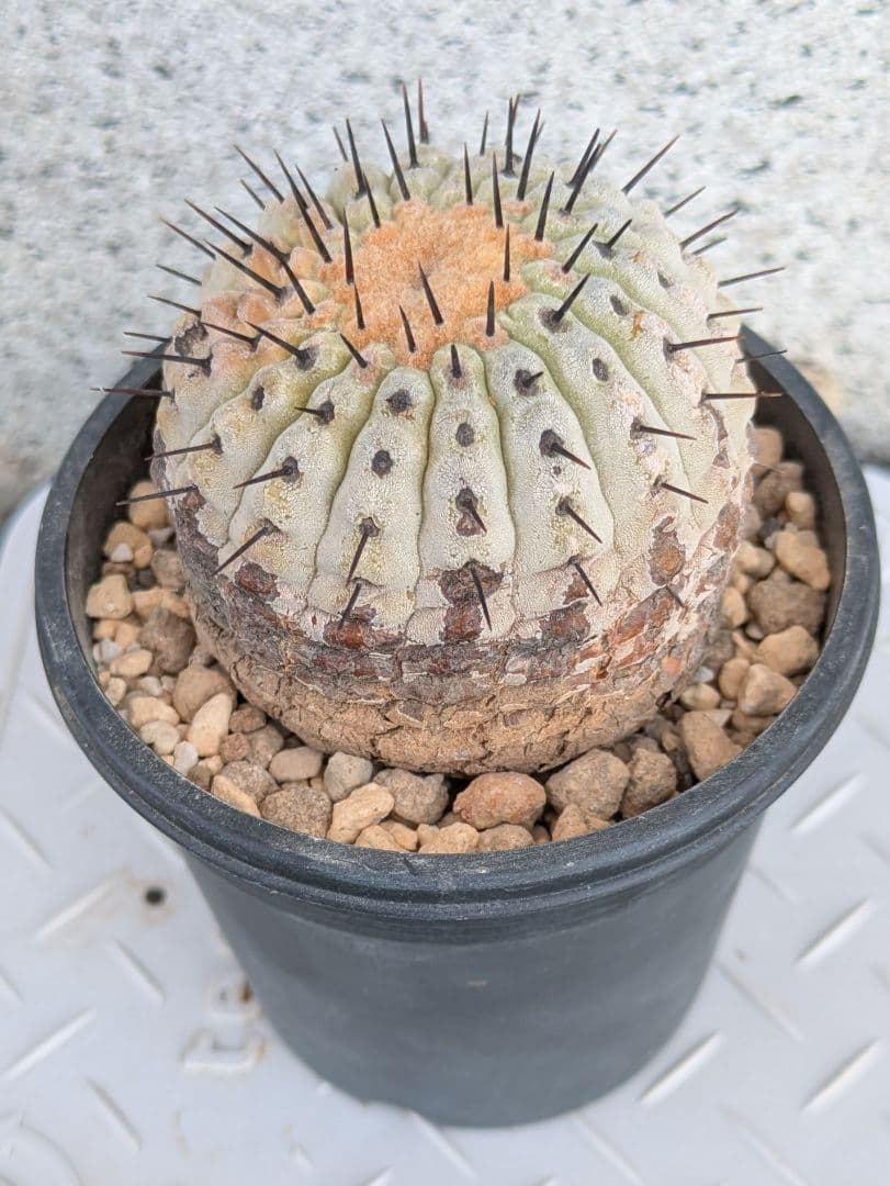 コレクション株！　コピアポア　コルムナアルバ　超美株　発根済！