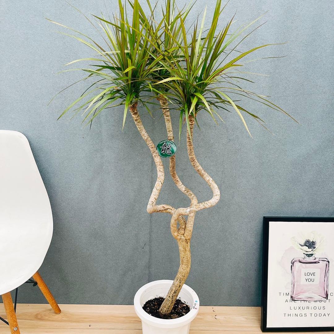 ［現品］32番　ドラセナ　コンシンネ　龍　曲がり　8号　観葉植物　大型　室内