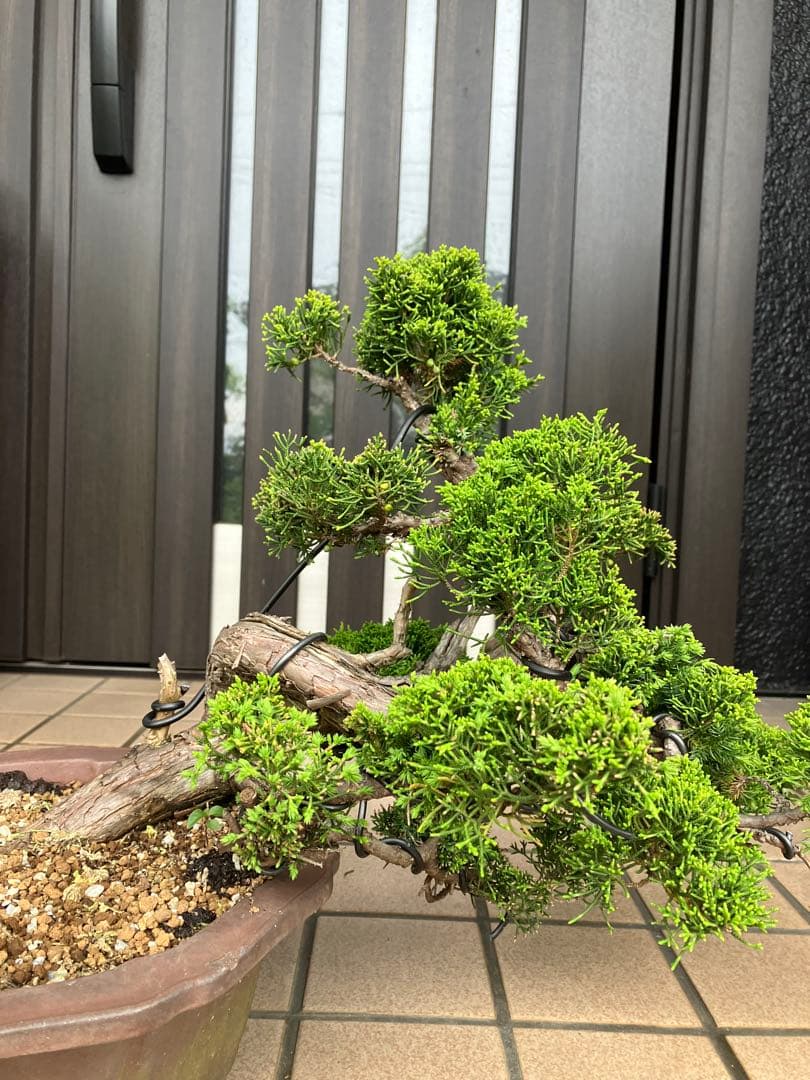 ★★★大品盆栽　黄金真柏　超極太　極上品　　★超大特価！早いもの勝ち★