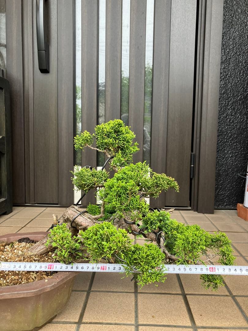 ★★★大品盆栽　黄金真柏　超極太　極上品　　★超大特価！早いもの勝ち★