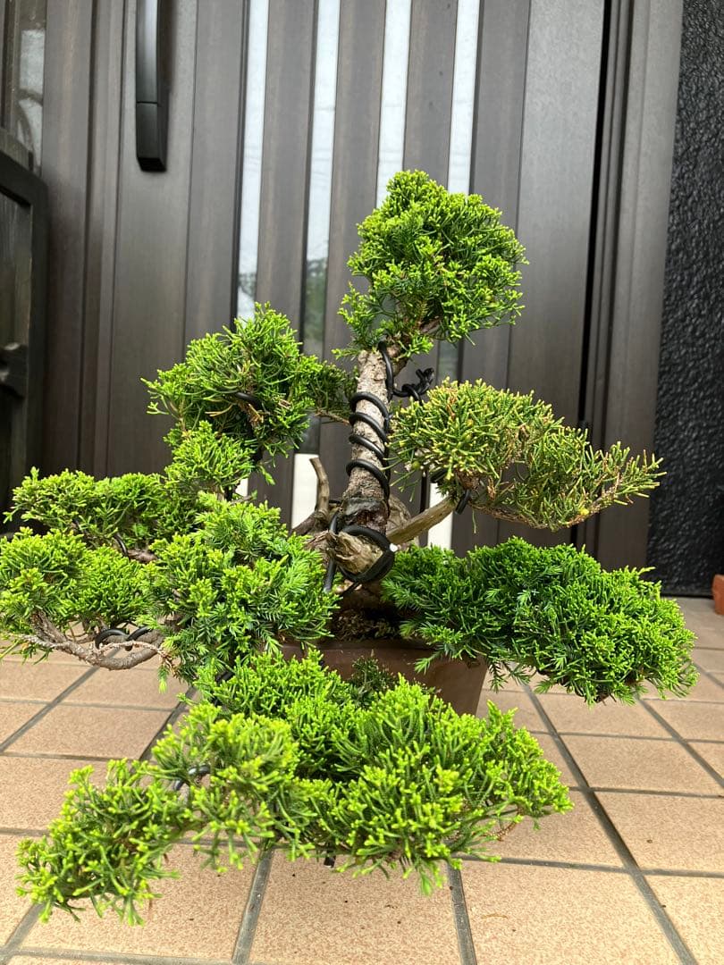 ★★★大品盆栽　黄金真柏　超極太　極上品　　★超大特価！早いもの勝ち★