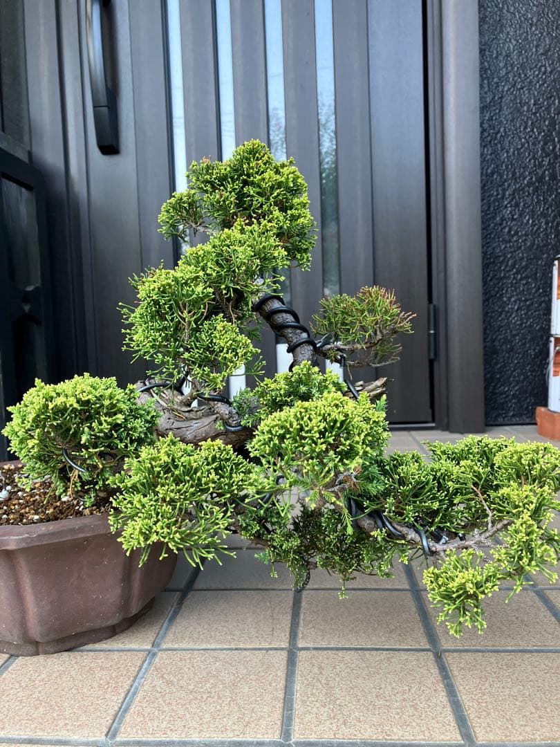 ★★★大品盆栽　黄金真柏　超極太　極上品　　★超大特価！早いもの勝ち★