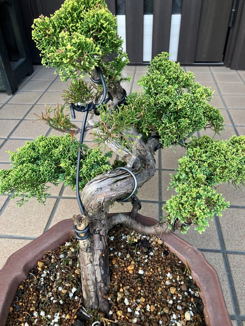 ★★★大品盆栽　黄金真柏　超極太　極上品　　★超大特価！早いもの勝ち★