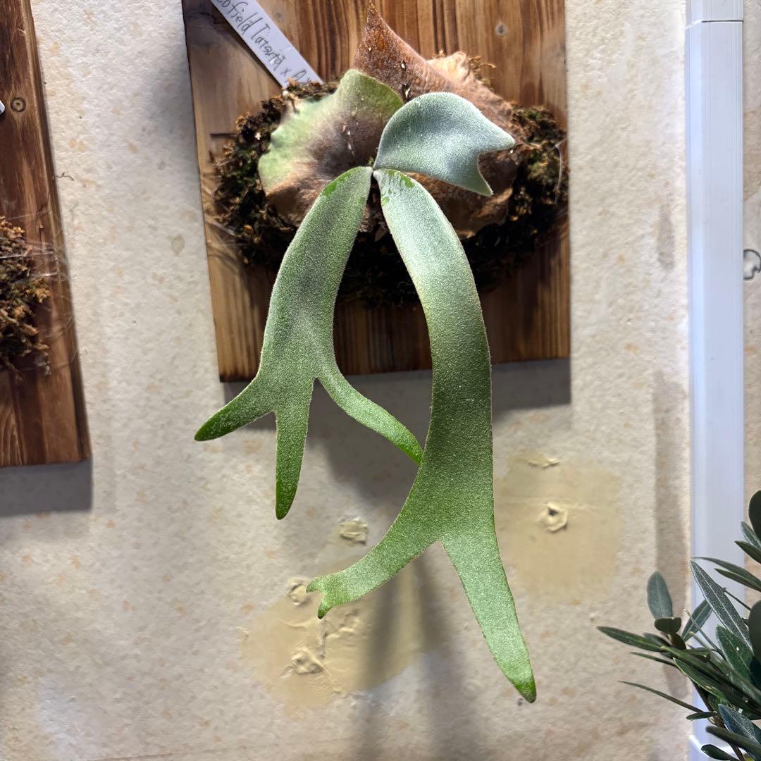 P,月光爪哇✖️Scofield Tatsuta