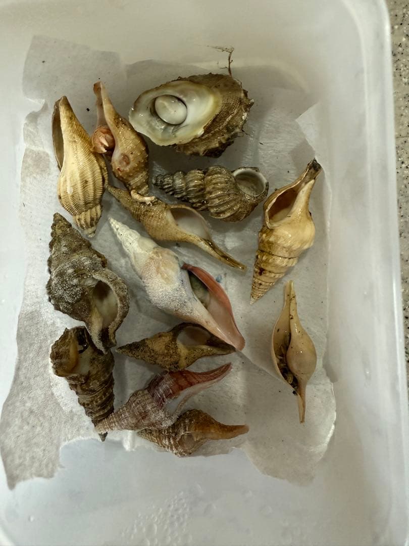 鬼*管様 貝　まとめ売り