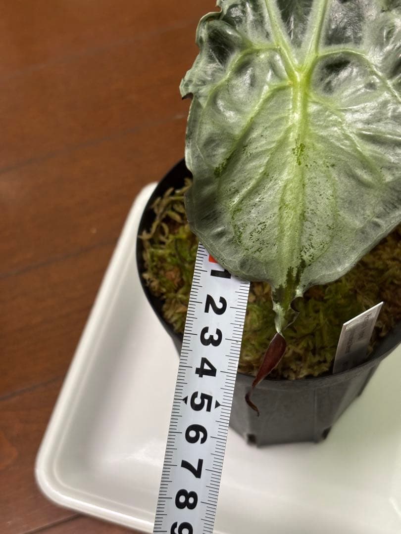 PlantsLab アマゾニカ ヴェノム ベノム VENOM