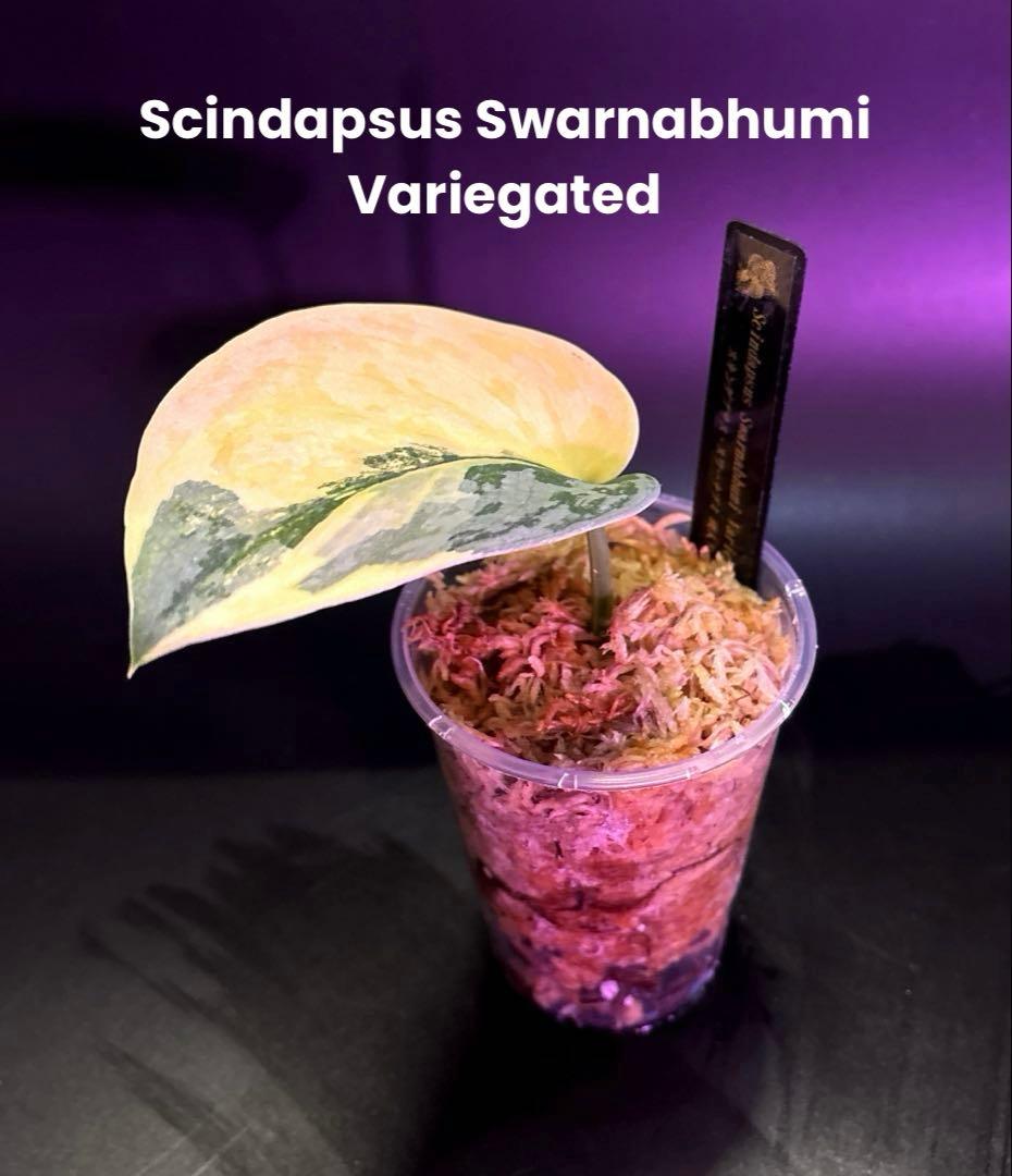 スキンダプサス　レア　セット　H2