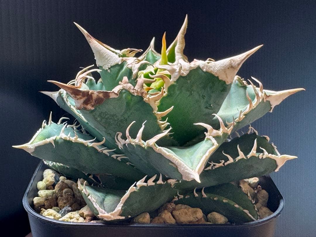 （子株付）アガベ　チタノタ　 大白鯊（ホホジロザメ）