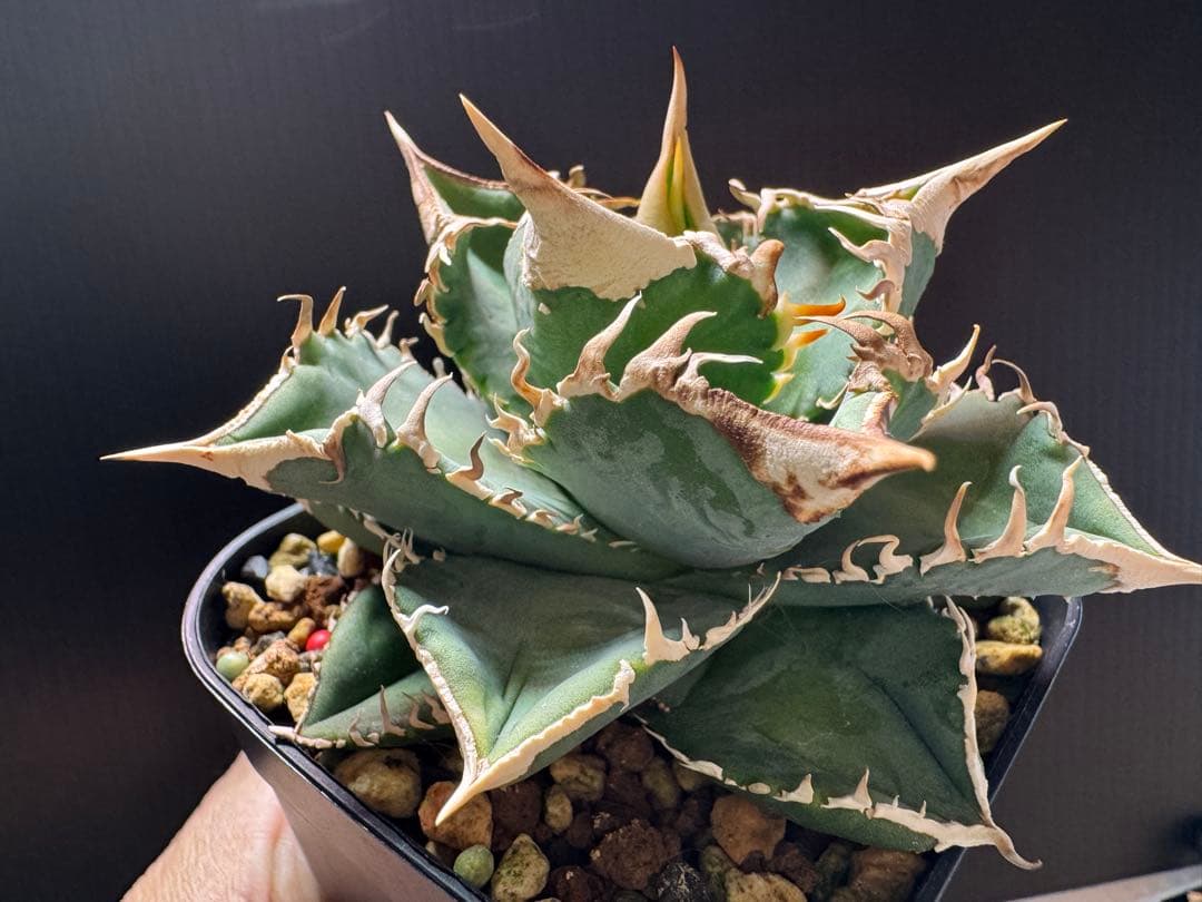 （子株付）アガベ　チタノタ　 大白鯊（ホホジロザメ）