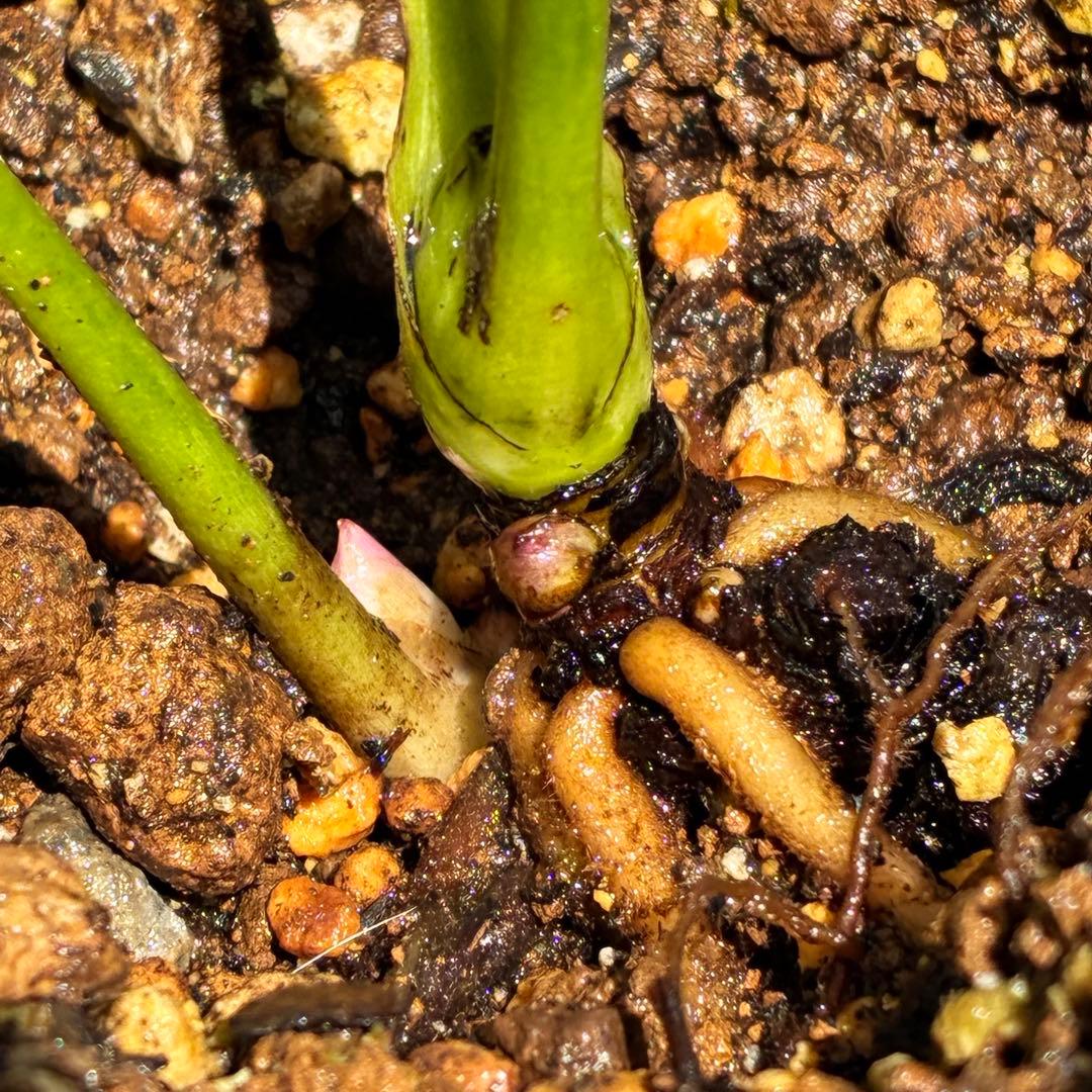 i*u様 ☘️ラスト☘️根充実❤️プックリ新芽❤️469⭐️極上レア⭐️パステル