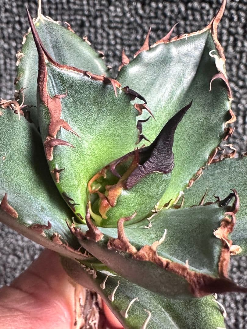 カ*パ様 2177アガベ チタノタ 緑犀牛 強棘 大甲蓋 子株