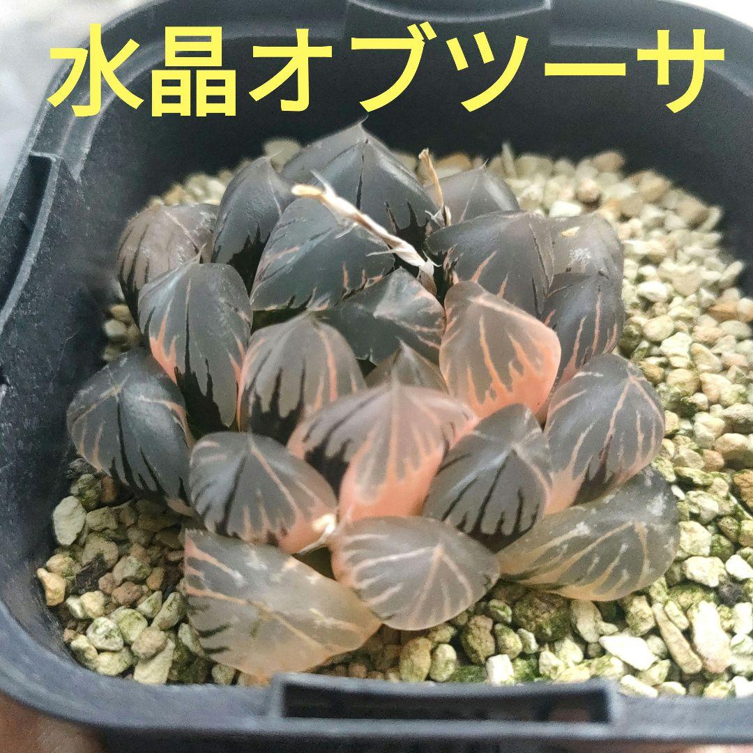 ハオルチア　水晶オブツーサ　極上斑