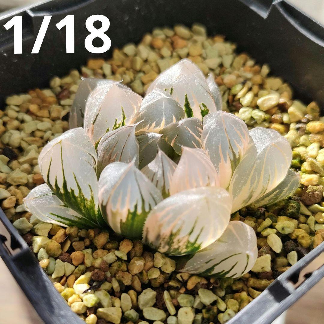 ハオルチア　水晶オブツーサ　極上斑