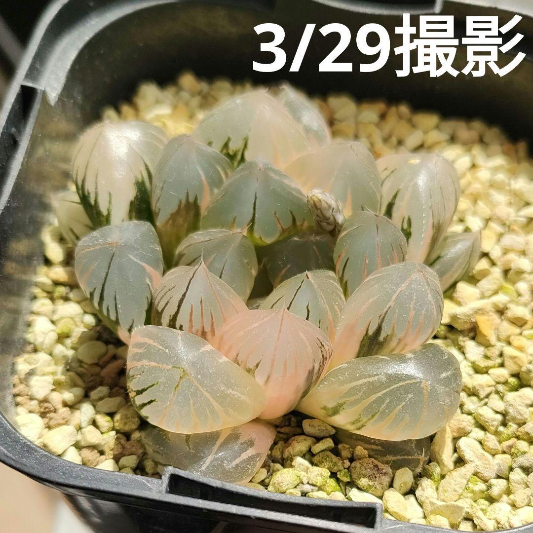 ハオルチア　水晶オブツーサ　極上斑