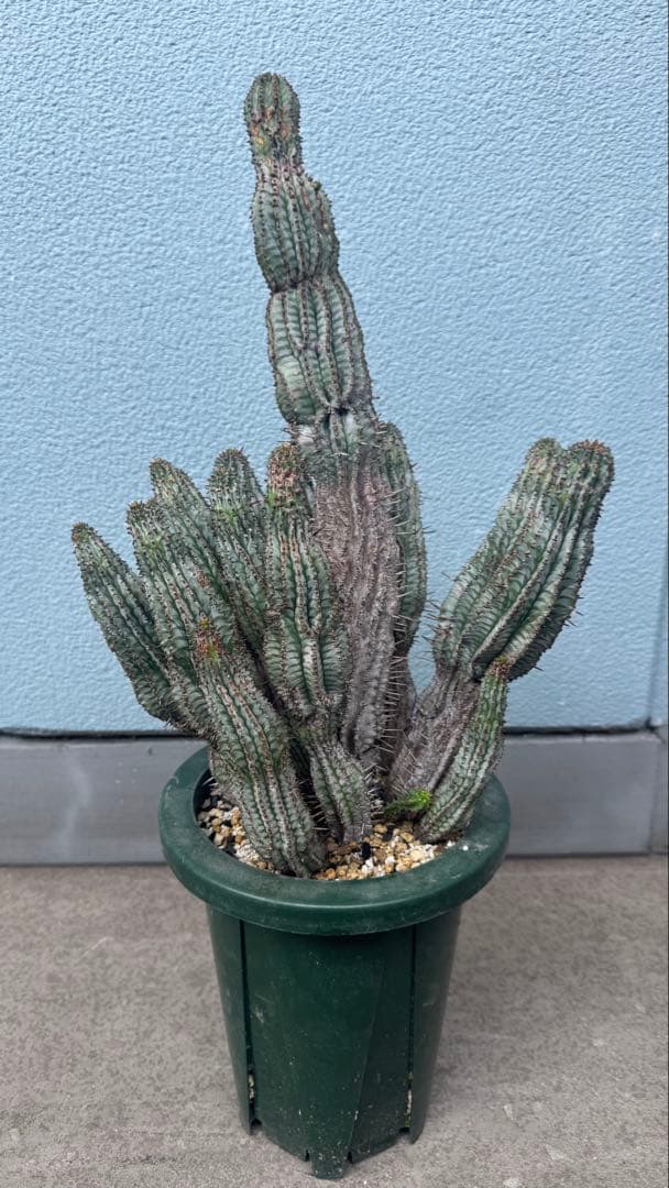 ユーフォルビア ゼブラホリダ 群生 超特大