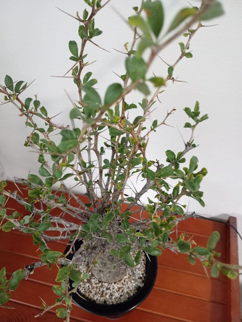 フォークイエリア コルムナリス　観峰玉