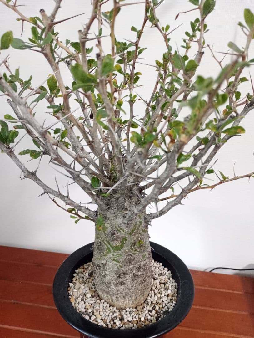 フォークイエリア コルムナリス　観峰玉