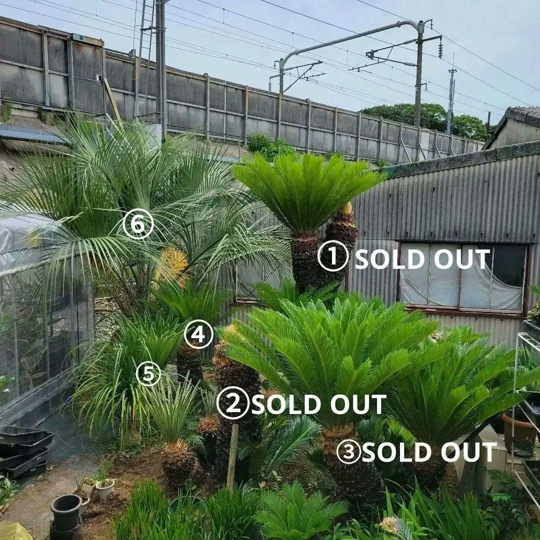 ソテツ　ココスヤシ　引き取り希望です