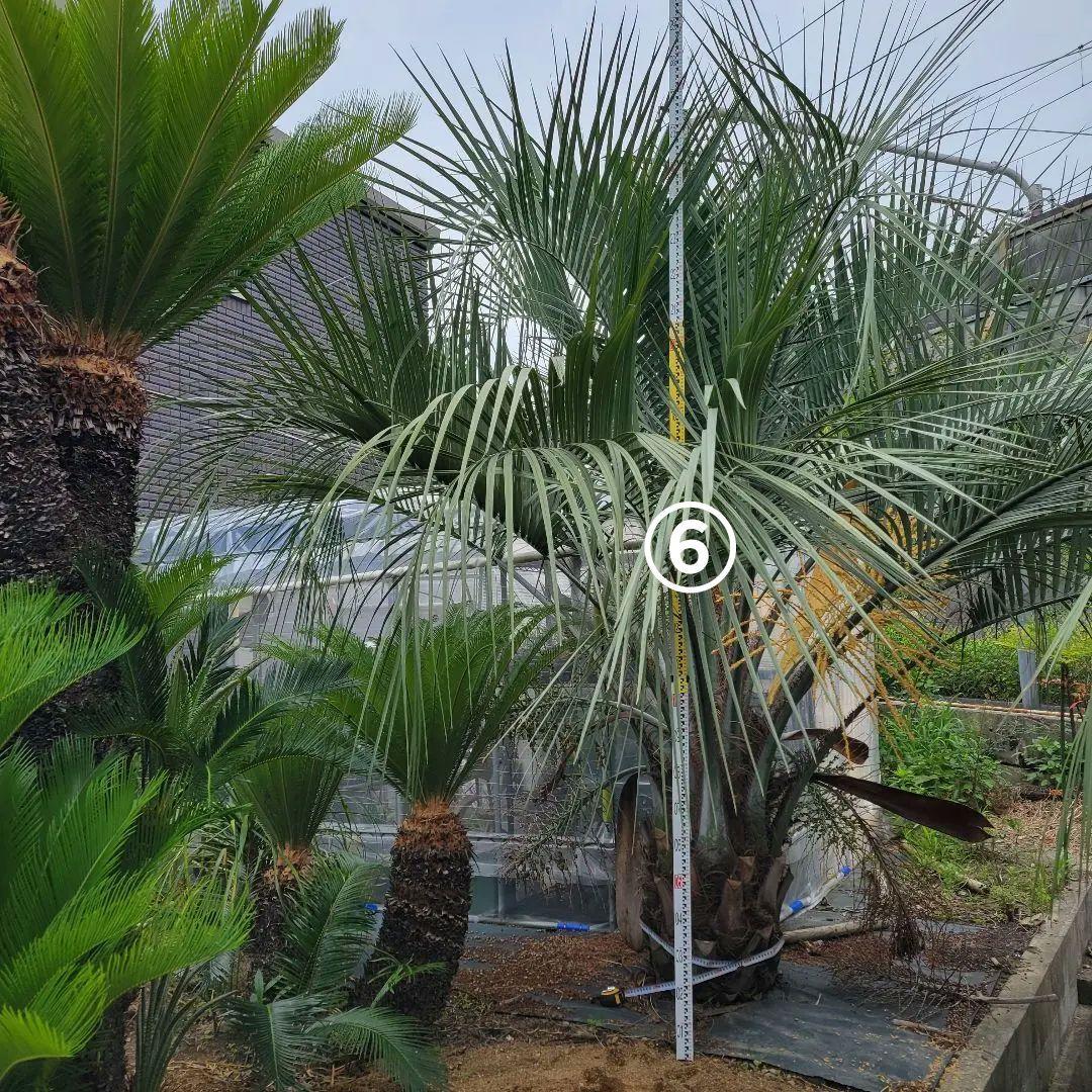 ソテツ　ココスヤシ　引き取り希望です