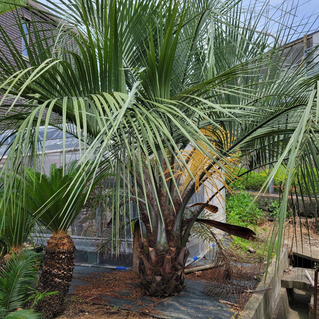 ソテツ　ココスヤシ　引き取り希望です