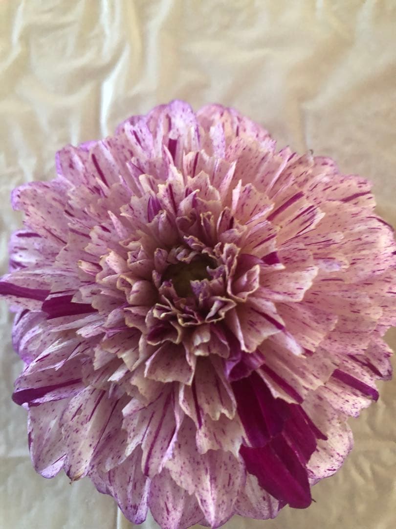 ダリア ご予約画面