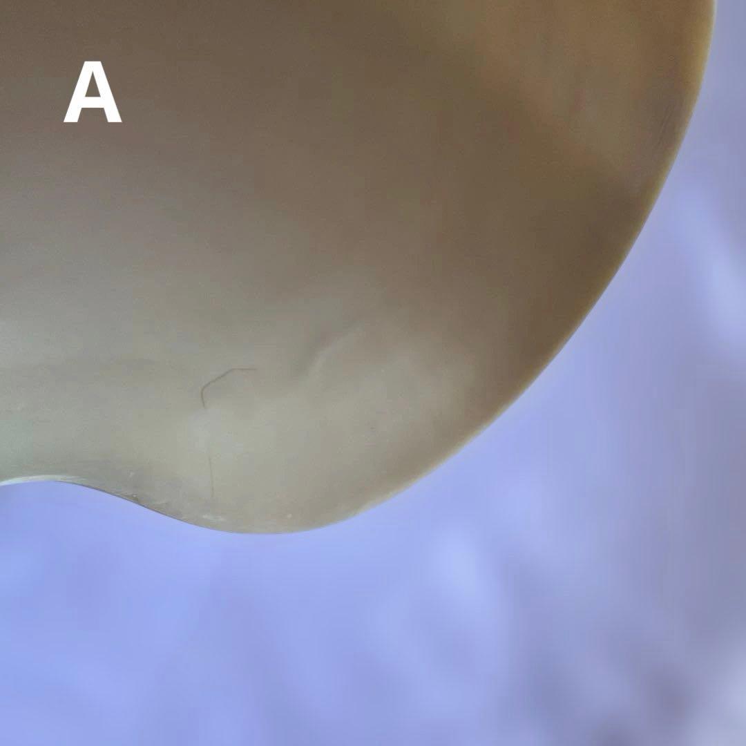 オウムガイの殻