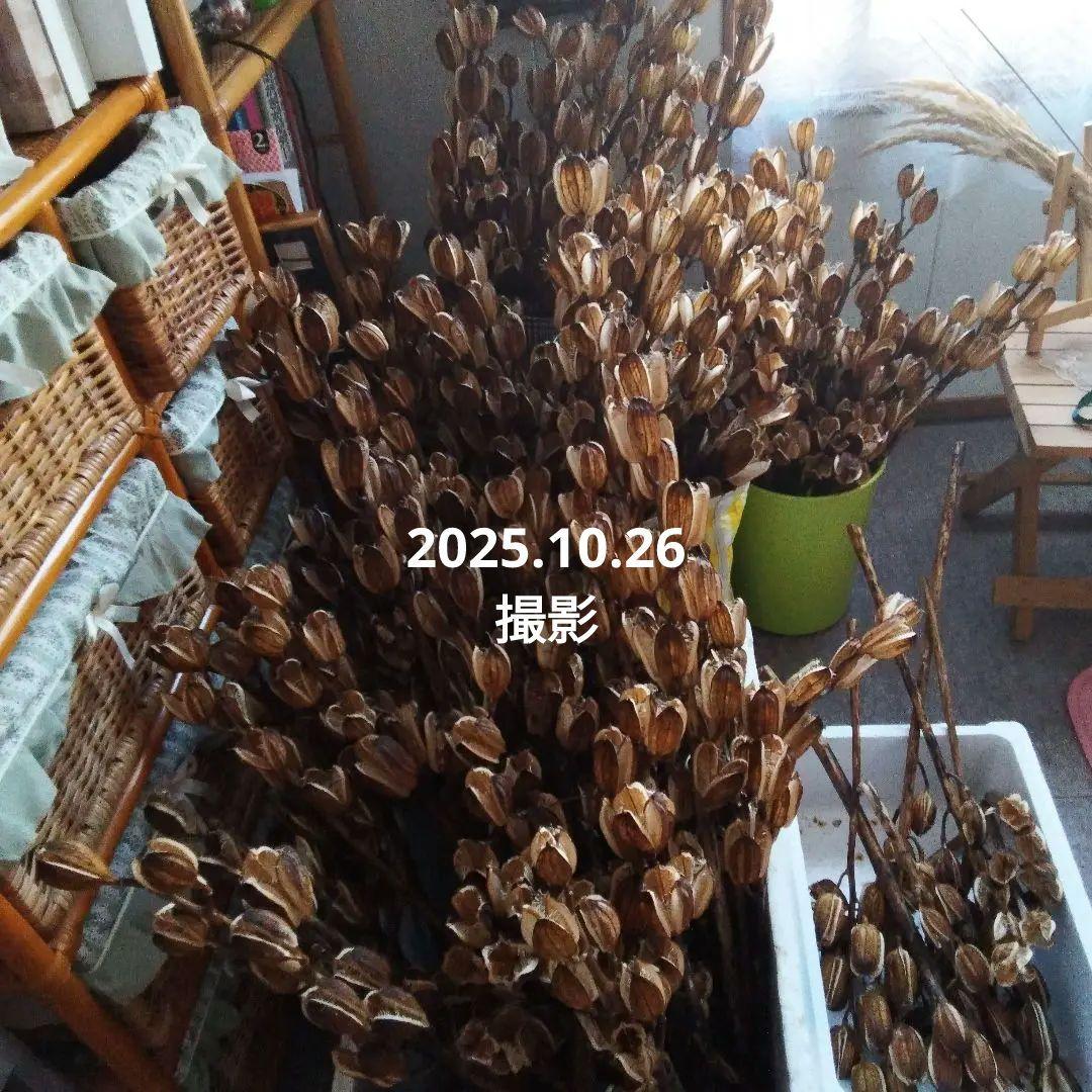 オオウバユリ　2025 収穫　茶色いプリザーブドフラワー花材
